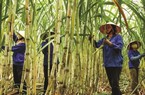 3 năm gặp khó, doanh nghiệp mía đường “kẻ mừng, người lo”