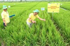 300.000 tấn NPK thương hiệu Đạm Cà Mau sẽ ra thị trường trong quý 2.2019
