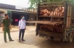 Lại phát hiện xe chở 60 con lợn ốm từ Hà Nam vào Thanh Hóa tiêu thụ