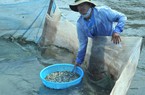 Mùa bắt cá rò giống bán 500 ngàn-1 triệu đồng/kg ở cửa biển Tư Hiền