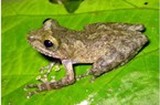 Phát hiện loài ếch cây độc đáo ở Cao Bằng