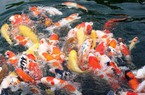Tới TP. HCM, gặp tỷ phú sở hữu hàng trăm con cá “ngàn đô“