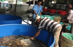 Nuôi lươn không bùn xuất ngoại, ngồi thu ngoại tệ