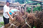 Hải Phòng: Cán bộ xã ăn chặn tiền hỗ trợ ớt của dân
