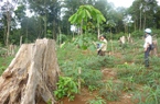 Hàng loạt “nhà đầu tư” đến Đăk Nông: Lập dự án để... phá rừng, bán đất