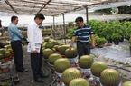 Chia sẻ cây, con giống giúp nông dân thoát nghèo