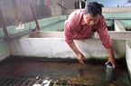 Nông dân Sài thành nuôi lươn “độc chiêu”, đút túi hàng trăm triệu đồng