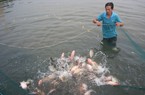 Phát triển nghề nuôi cá ven kênh Đông