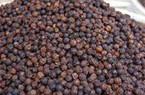 Giá tiêu đạt mức kỷ lục, nông dân chặt cao su, ồ ạt trồng tiêu