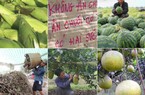 Những tin đồn thất thiệt khiến nông sản ế ẩm, nông dân khốn đốn