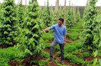 Không còn nhiều tiêu trữ trong dân
