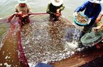 Cứu cánh nuôi tôm: Công nghệ mới, tôm thoát dịch