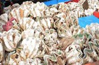 Quảng Ngãi: 50 triệu đồng/con sò tai tượng, người dân lén khai thác