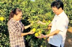 Nghệ An: Bác bỏ thông tin Hội Nông dân lấn sân hợp tác xã