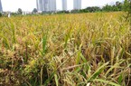 Người dân Thanh Đa – Bình Quới 25 năm mỏi mòn đợi siêu dự án của Bitexco