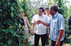 Giá tiêu hôm nay 30.9: Sản lượng hồ tiêu 2017 ước đạt 215.000 tấn, tiêu rơi vào mất kiểm soát về giá, còn 81.000 đ/kg