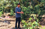 Chán cà phê, cho cam ở với sầu riêng, lời hơn 1 tỷ mỗi năm