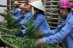 Ngành chè gặp khó với tiêu chuẩn vệ sinh của nhà nhập khẩu