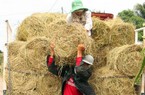Vĩnh Long: Gặt lúa rồi vẫn kiếm 345 tỷ đồng từ thứ tưởng vứt đi
