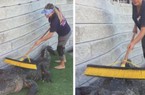 Rùng rợn việc lạ lương cao: Dùng chổi gãi lưng giúp cá sấu thư giãn