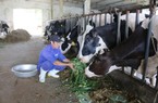 Bỏ nghề lái xe về nuôi bò sữa phất thành tỷ phú