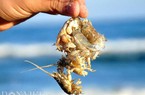 Rù Rì- đặc sản tiểu huỳnh đế "quéo lưỡi" ngày một hiếm dần