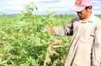 Bệnh khảm lá lây lan nhanh, tàn phá vựa sắn
