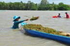 Nước lũ sát mặt đê, người dân An Giang đứng ngồi không yên