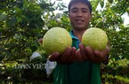 Trồng ổi lai, quả to như trứng ngỗng, da bóng, ngọt, bán cả năm