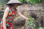 Nuôi loài lợn leo núi, thịt chắc giòn, đẻ sòn sòn, mãi không đủ bán