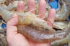 Ninh Bình: Dân Kim Sơn nuôi tôm trúng lớn, lãi hàng trăm triệu/vụ