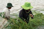 Nước sông Mẹ Krông Ana dâng cao, dân trắng đêm đắp đê cứu lúa