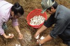 Trồng nấm rơm chỉ 20 ngày đã được hái, bán giá 45.000 đồng/kg
