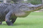 Thấy cá sấu đi dạo trước mặt, golf thủ vẫn thản nhiên đánh bóng
