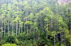 Quảng Ninh: Trồng rừng tập trung đã vượt kế hoạch