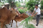 Tiếp vốn cho nông dân nuôi bò