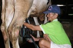 “Vắt sức” nâng sản lượng sữa bò