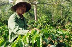 Các “đại gia” cà phê rang xay đầu tư mạnh vào Việt Nam