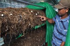 Trồng nấm rơm trong nhà, không dùng hoá chất, giá bán tăng gấp đôi