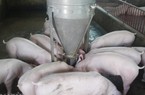 Giá lợn (heo) hôm nay 16.10: Bộ NNPTNT dự báo giá lợn sẽ phục hồi nhẹ vào cuối năm do nhu cầu tăng