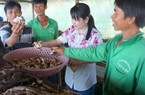 LẠ MÀ HAY: "Hoa mắt" nhìn nấm mọc chi chít trên lục bình trộn rơm