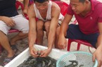 Đạt chuẩn nông thôn mới: Nghĩa Hưng - Quê biển ngày càng hưng thịnh