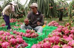 Dấu ấn lịch sử của ngành nông nghiệp: XK nông sản đạt 36,37 tỷ USD