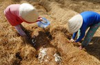 Giá nấm rơm cao gấp 2-3 lần, thương lái mò đến tận nhà thu mua