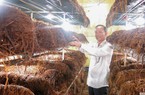 Mang nấm rơm "giấu" trong nhà kính, nấm mọc đều, chả sợ nắng mưa
