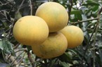 Cho bưởi diễn sống chung với chè, tưởng “gàn dở” mà thu tiền "khủng"