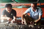 Bộ ba, kẻ cử nhân, người kỹ sư "hú" nhau bỏ việc về trồng nấm