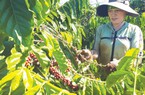 Năm buồn với xuất khẩu cà phê, thiệt hại 3.000 tỷ đồng vì mất giá