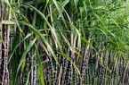 Vợ và con gái đại gia Đặng Văn Thành “bạo tay” chi tiền
