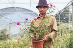 Bỏ việc Hà Nội, trai 8X về quê trồng hoa hồng thu 300 triệu mỗi năm